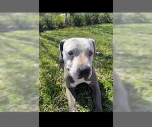American Pit Bull Terrier Dogs for adoption in Houston, TX, USA