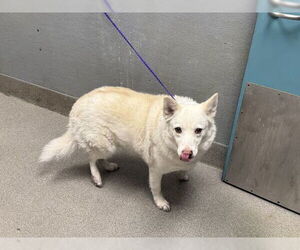 Shepradors Dogs for adoption in Las Vegas, NV, USA