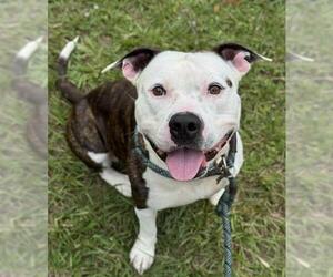 American Staffordshire Terrier Dogs for adoption in Fort Lauderdale, FL, USA