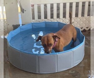 Boxer-Jack Russell Terrier Mix Dogs for adoption in La Verne, CA, USA