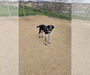 Pointer Dogs for adoption in Maquoketa, IA, USA
