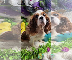 Cavalier King Charles Spaniel Dogs for adoption in Smithfield, PA, USA
