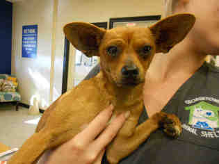 Chiweenie Dogs for adoption in Georgetown, TX, USA