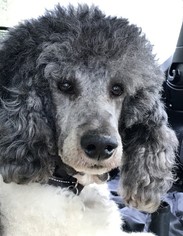 Small Poodle (Standard)