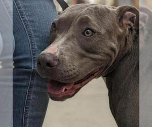 American Pit Bull Terrier Dogs for adoption in Woodside, NY, USA