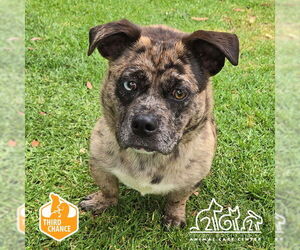 Miniature English Bulldach Dogs for adoption in Irvine, CA, USA