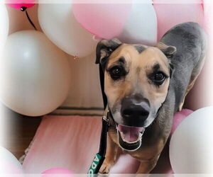 Basset Hound-German Shepherd Dog Mix Dogs for adoption in Las Vegas, NV, USA