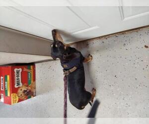 Dachshund Dogs for adoption in Standish, MI, USA