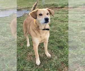 Australian Shepherd-Siberian Husky-Beagle Mix Dogs for adoption in Sistersville, WV, USA