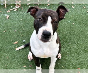 Staffordshire Bull Terrier-Unknown Mix Dogs for adoption in Texas City, TX, USA