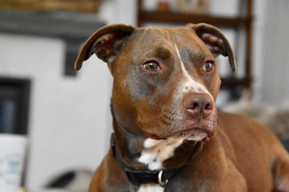 American Pit Bull Terrier Dogs for adoption in Germantown, OH, USA