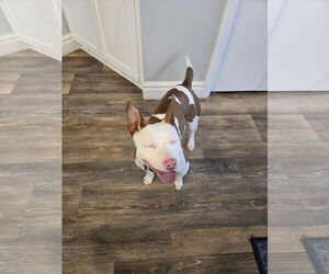 Mutt Dogs for adoption in Sandy, UT, USA