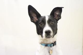 Border Collie-Unknown Mix Dogs for adoption in Mountain Home, AR, USA