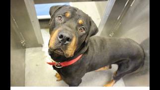Rottweiler Dogs for adoption in Irving, TX, USA