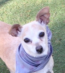 Chihuahua Dogs for adoption in Las Vegas, NV, USA