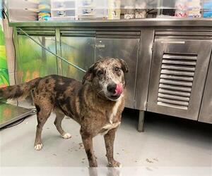 Catahoula Leopard Dog-Unknown Mix Dogs for adoption in Waco, TX, USA