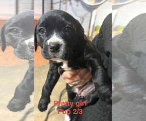 Labrador Retriever-Unknown Mix Dogs for adoption in Brooksville, FL, USA