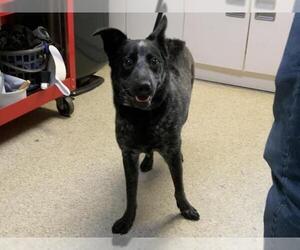 Australian Cattle Dog-Unknown Mix Dogs for adoption in Visalia, CA, USA