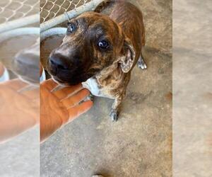 Mountain Cur-Unknown Mix Dogs for adoption in Seahurst, WA, USA