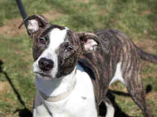 American Pit Bull Terrier-Unknown Mix Dogs for adoption in Maumee, OH, USA