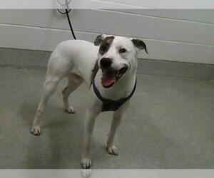 American Pit Bull Terrier-Unknown Mix Dogs for adoption in Fort Collins, CO, USA