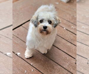 Havanese Dogs for adoption in Lebanon, PA, USA