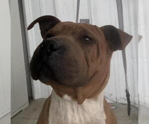 Chinese Shar-Pei-Unknown Mix Dogs for adoption in Bakersfield, CA, USA