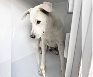 Labrador Retriever Dogs for adoption in Houston, TX, USA