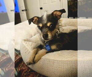 Mutt Dogs for adoption in Spring Lake, NC, USA