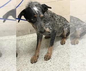 Mutt Dogs for adoption in Conroe, TX, USA