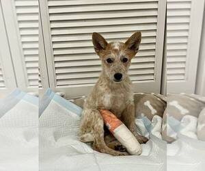Mutt Dogs for adoption in Paso Robles, CA, USA