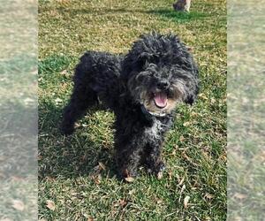 Poodle (Miniature) Dogs for adoption in Ogden, UT, USA