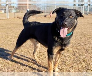 German Shepherd Dog-Unknown Mix Dogs for adoption in Grasswood, Saskatchewan, Canada