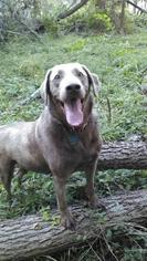 Labrador Retriever Dogs for adoption in Liberty, IN, USA