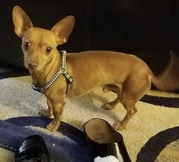 Chiweenie Dogs for adoption in O Fallon, MO, USA