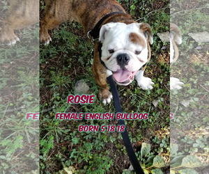 Bulldog Dogs for adoption in Huddleston, VA, USA