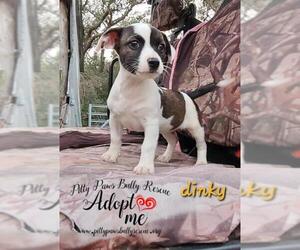 Bullypit Dogs for adoption in Victoria, TX, USA