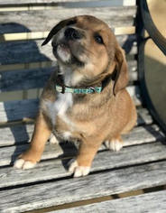 Medium Photo #1 Mutt Puppy For Sale in Horn Lake, MS, USA