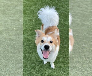 Border Collie-Spaniel Mix Dogs for adoption in Agoura Hills, CA, USA