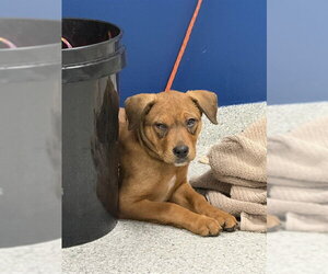 American Pit Bull Terrier-Unknown Mix Dogs for adoption in Pasadena, TX, USA