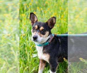 Pembroke Welsh Corgi-Rat Terrier Mix Dogs for adoption in El Cajon, CA, USA