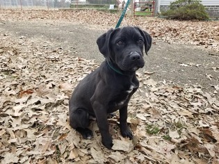Boxador Dogs for adoption in Mount Vernon, AR, USA