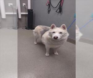 Siberian Husky-Unknown Mix Dogs for adoption in Las Vegas, NV, USA