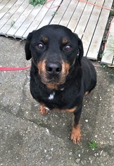 Rottweiler Dogs for adoption in Chico, CA, USA
