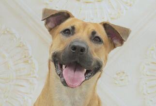 Black Mouth Cur Dogs for adoption in Aurora, CO, USA