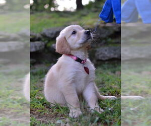 Golden Retriever Dogs for adoption in Enfield, CT, USA