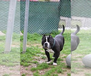 American Pit Bull Terrier-Unknown Mix Dogs for adoption in Evansville, IN, USA