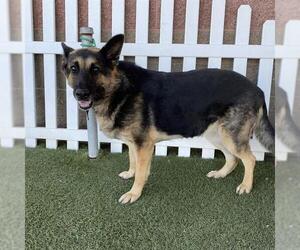 German Shepherd Dog Dogs for adoption in Modesto, CA, USA