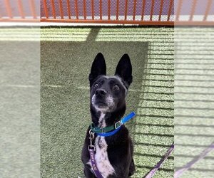 Basenji-Unknown Mix Dogs for adoption in Las Vegas, NV, USA