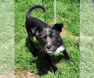 Mutt Dogs for adoption in Siler City, NC, USA